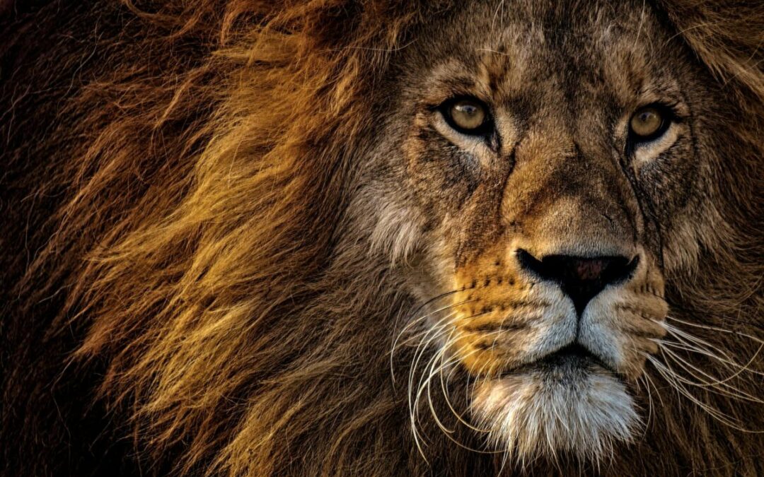 Disney célèbre la sortie du Roi Lion