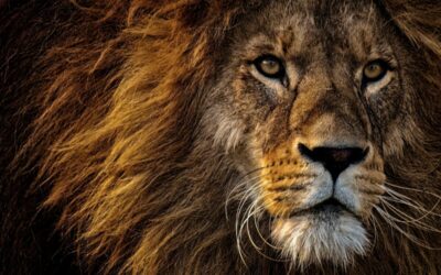 Disney célèbre la sortie du Roi Lion